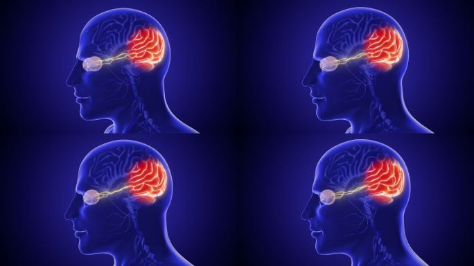 视神经及其与大脑的视觉联系