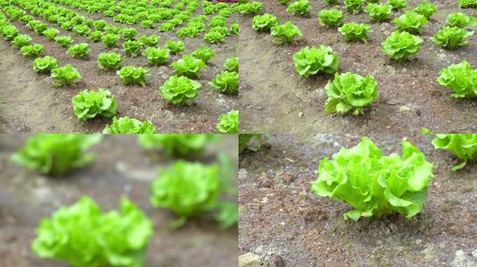 生菜 玻璃菜 生菜种植 农场 菜地