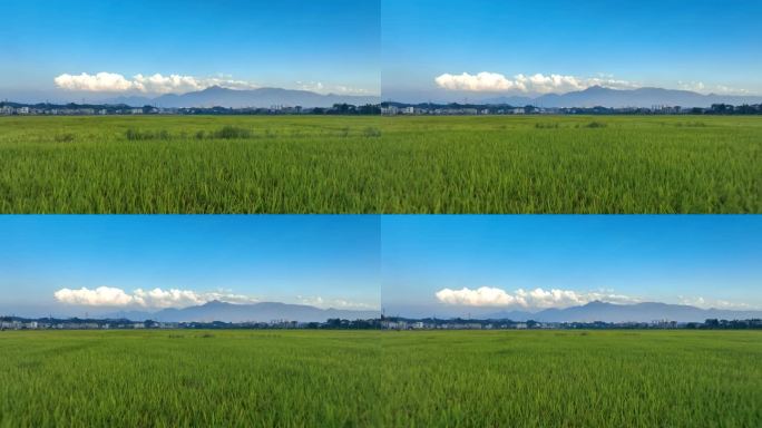 4K高清稻田稻穗丰收季航拍