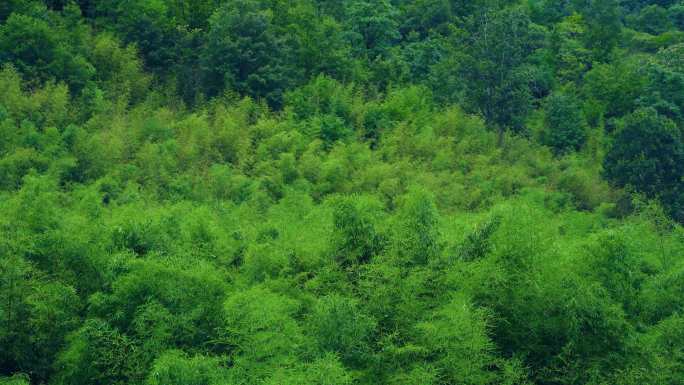 4K唯美竹林 树林 重渡沟 老君山