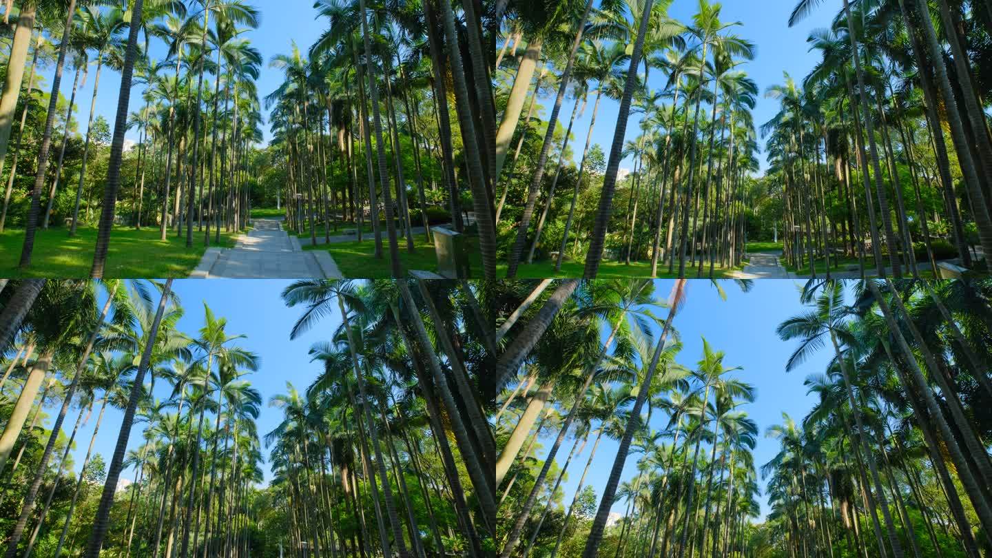 仰拍 棕榈树 热带植物园 假槟榔树 树林