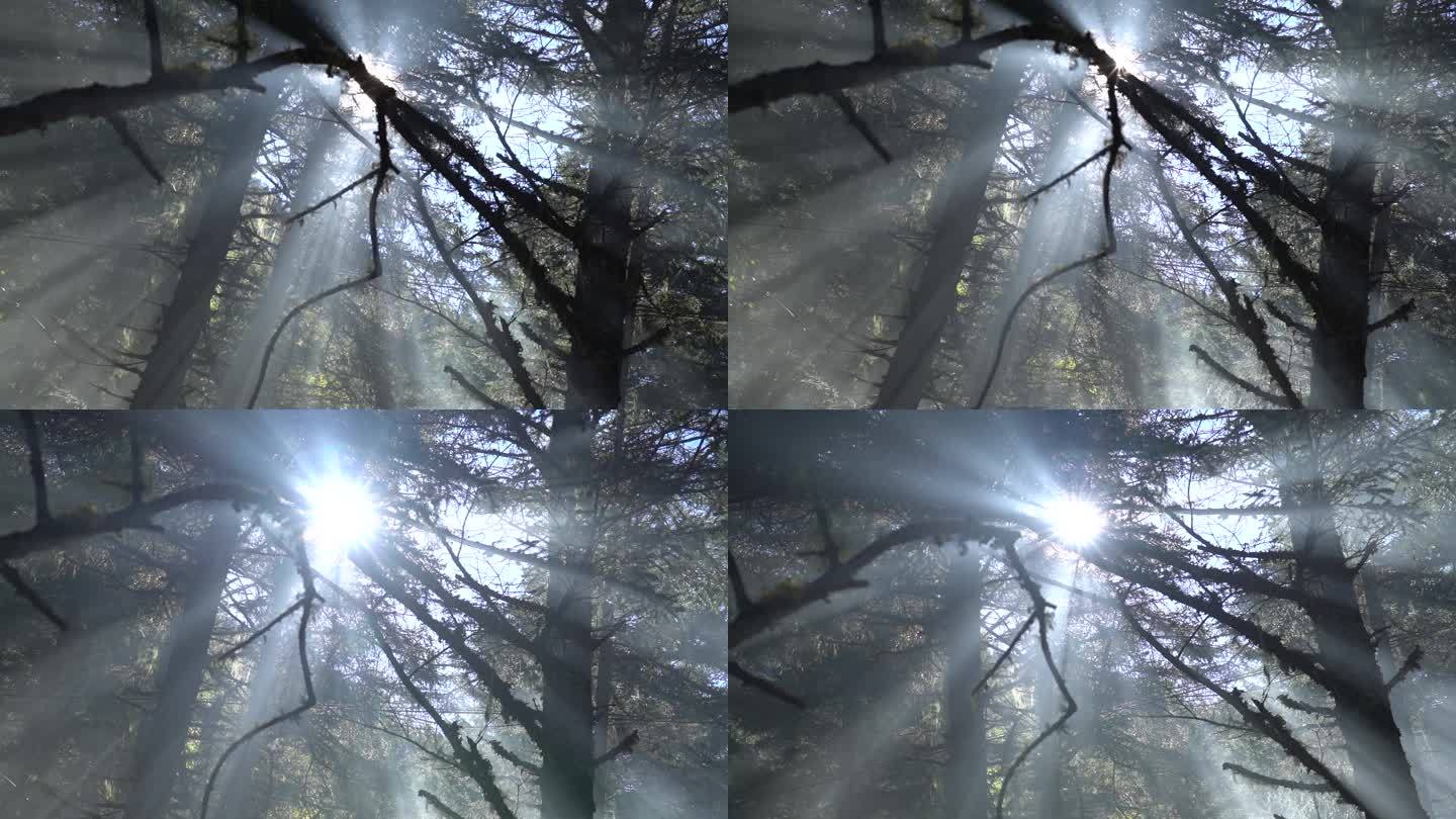 树林 光线 光束 丁达尔光影