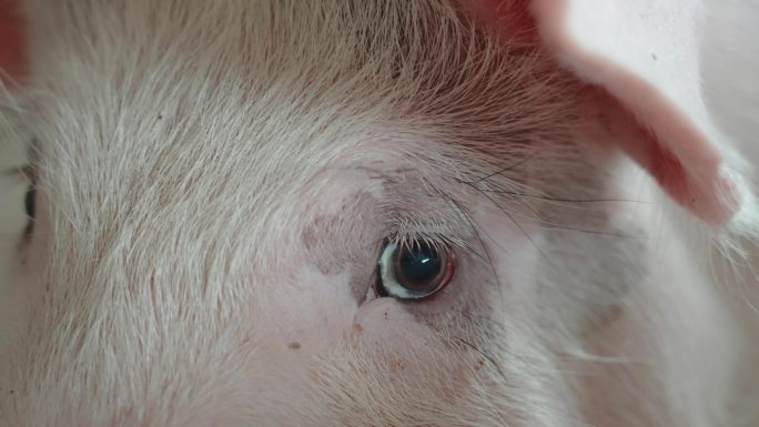 养猪场养猪土猪肉价上升农村养猪场