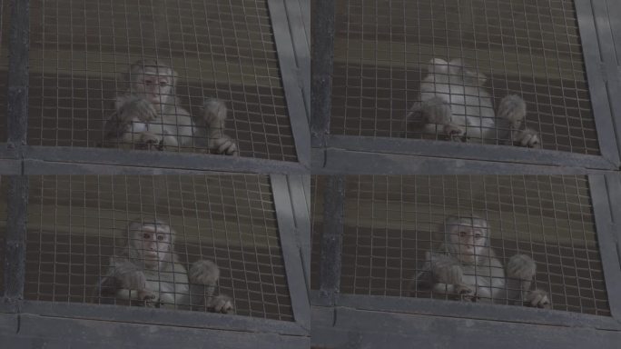 4K特写Slog｜动物园猴子巧接游客投食