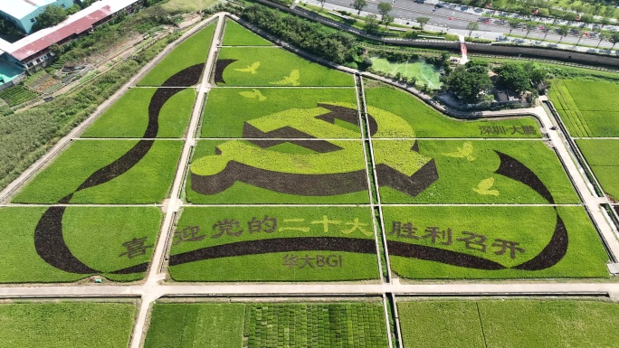 深圳大鹏水稻