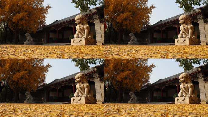 清华工字厅秋季银杏石狮子镜头特写