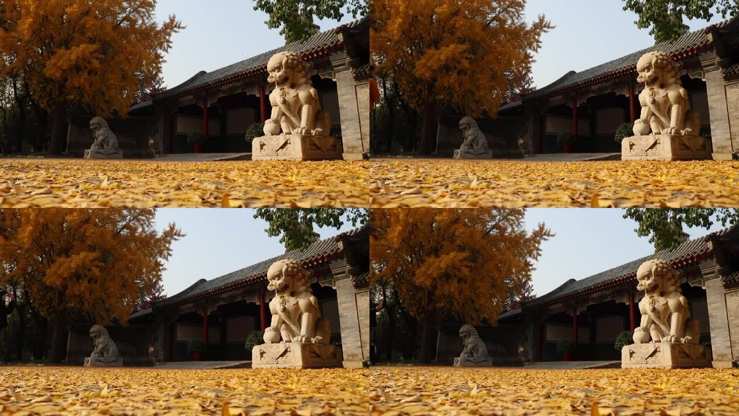 清华工字厅秋季银杏石狮子镜头特写