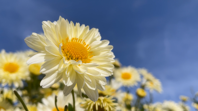 福白菊 药用菊花 杭白菊 盐城白菊 菊花