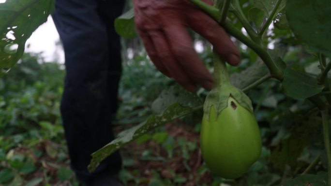 在菜地摘菜的农民