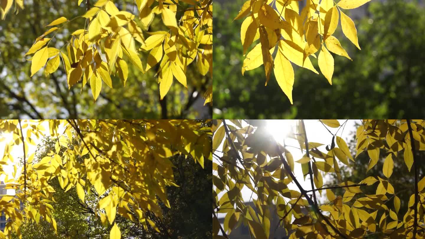 秋天黄色树叶金色立秋深秋晚秋唯美秋日秋
