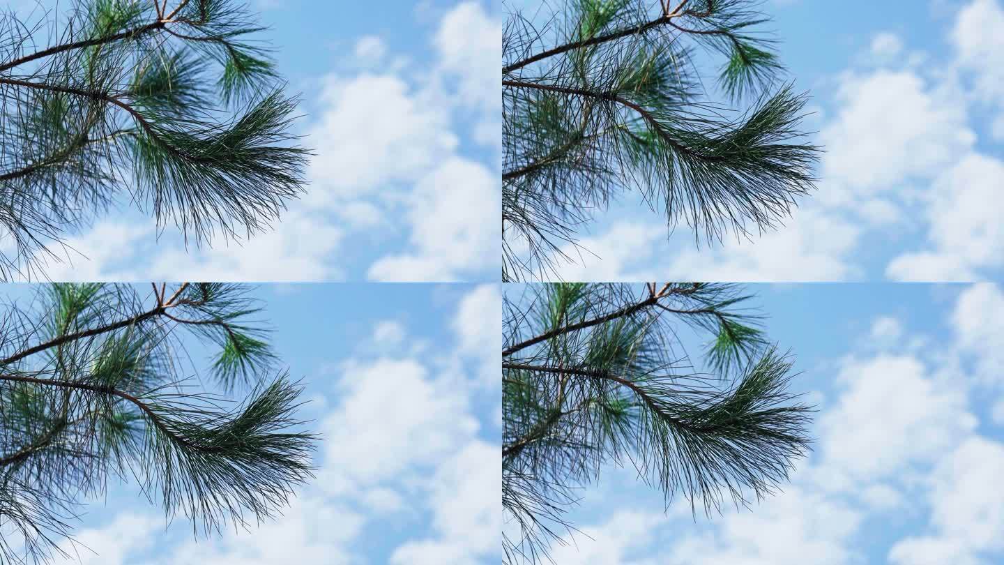蓝天白云在空中摇曳的树枝树叶