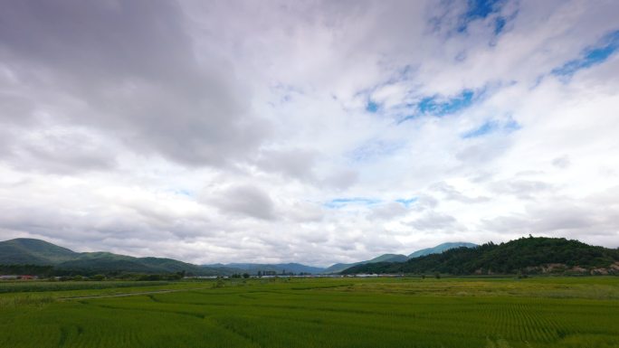 延边大米 稻田 长白山 东北平原