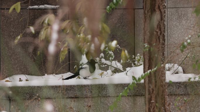 清华园的喜鹊在雪地漫步