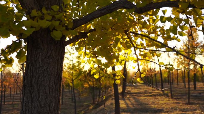原素材秋季人们在公园散步视频