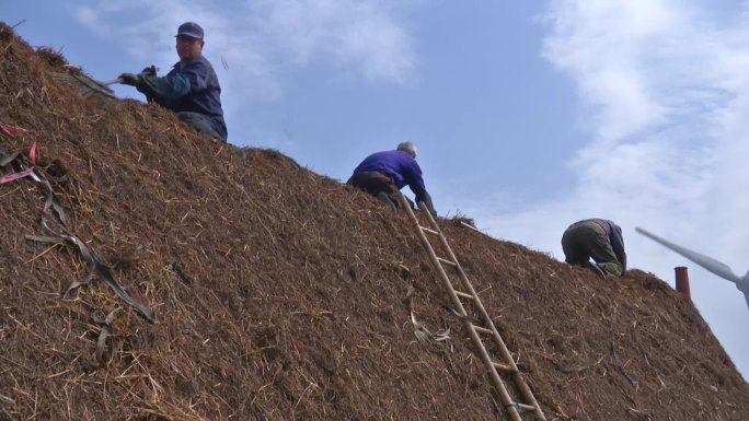 胶东农村民居修整海草房顶系列素材-14