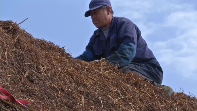 胶东农村民居修整海草房顶系列素材-15