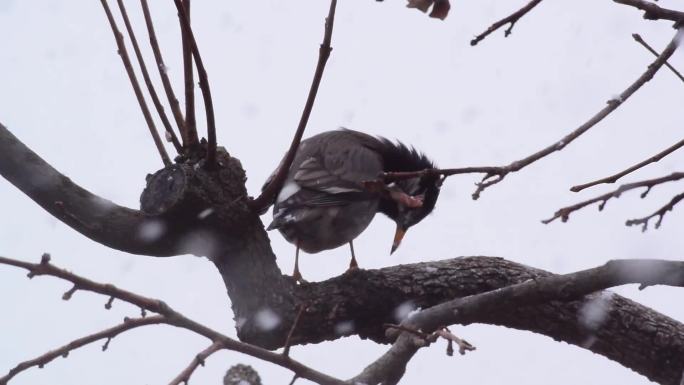 灰椋鸟在雪中吃柿子