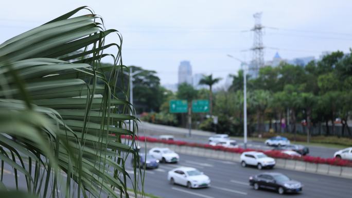 深圳街头的微风吹动枝条