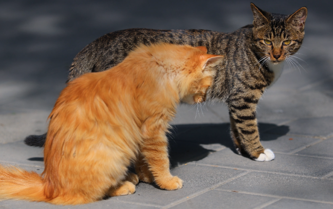 流浪猫橘猫和狸花猫