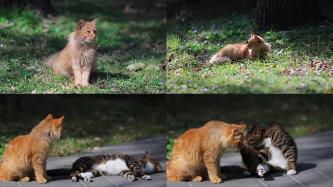 流浪猫橘猫和狸花猫