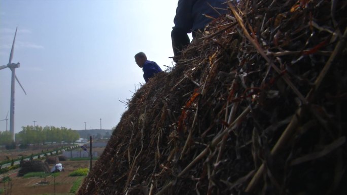 胶东农村民居修整海草房顶老草房