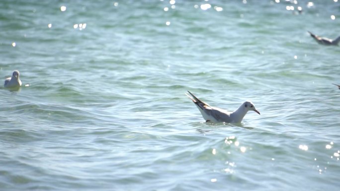 俄罗斯海鸥敖德萨黑海海边