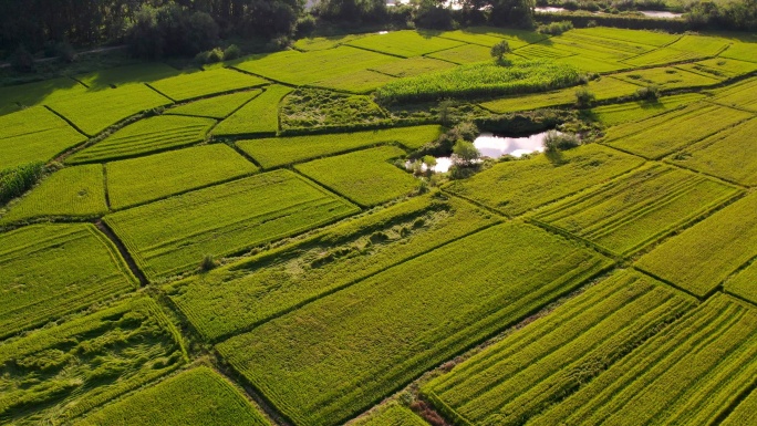 农业领域鸟瞰图大片农田整体田野水稻水田