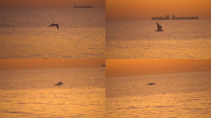 国外乌克兰黑海敖德萨远洋海上日出海鸥