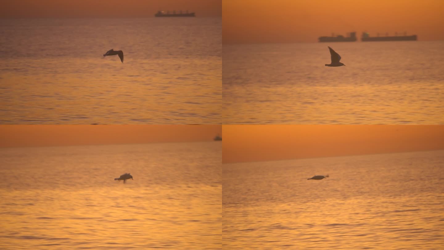 国外乌克兰黑海敖德萨远洋海上日出海鸥