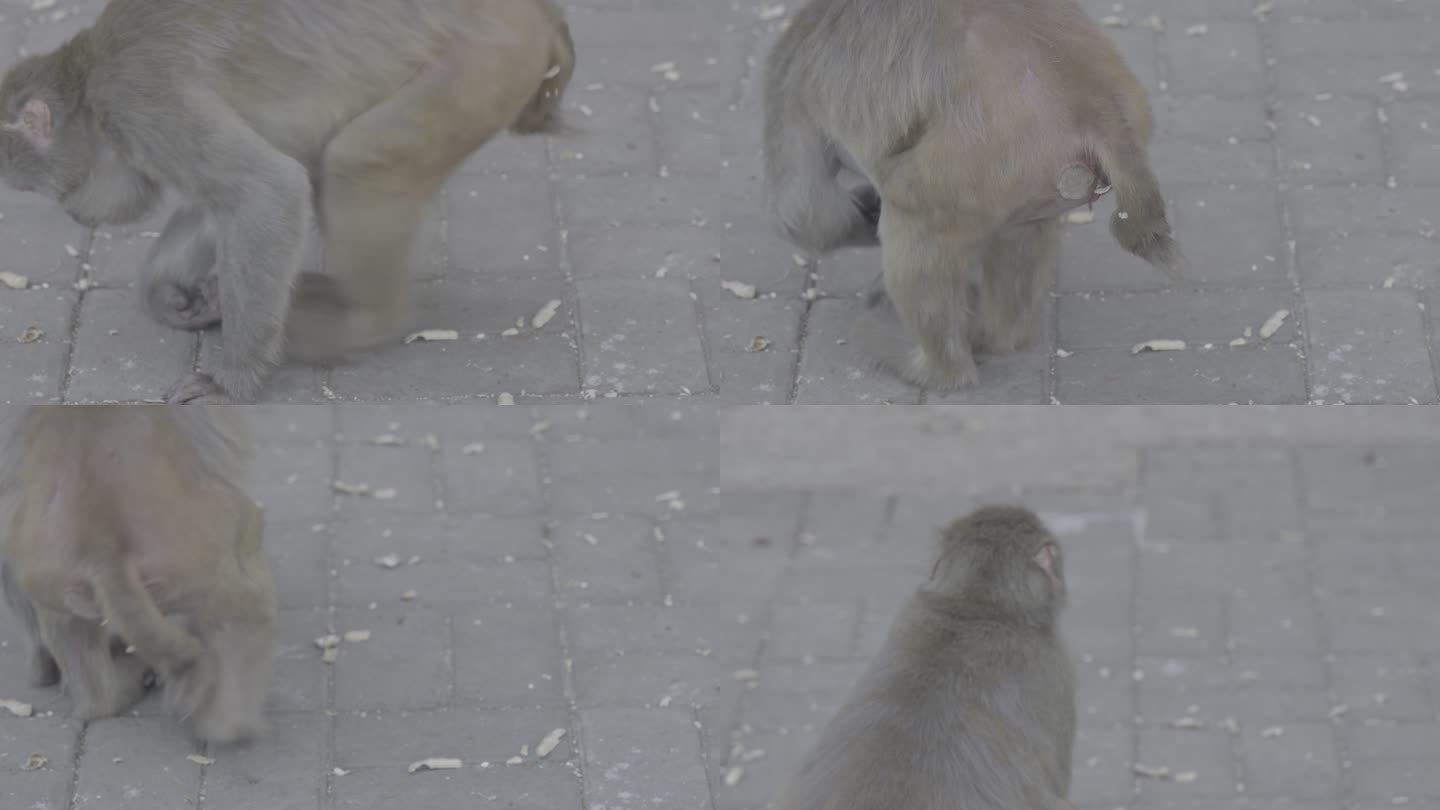 4K特写Slog2｜动物园猴子吃地上食物