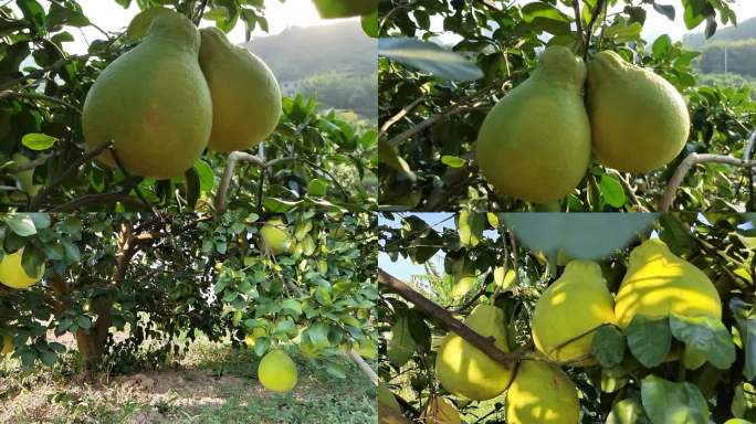 沙田柚原产地柚子特写拍摄沙田柚种植园蜜柚