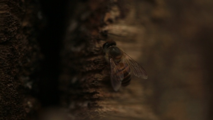 蜂箱外的蜜蜂群