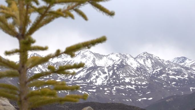 松树背后的雪山