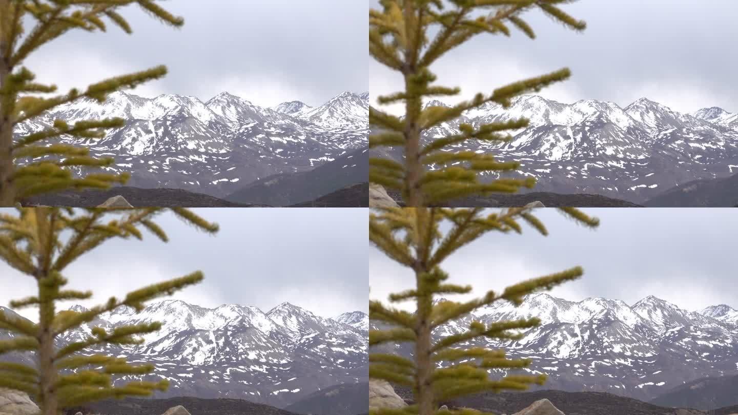 松树背后的雪山