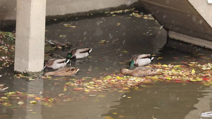 雪中河里一群鸭子