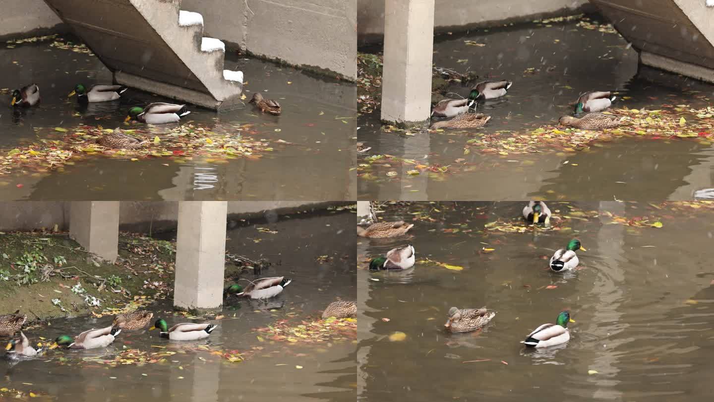 雪中河里一群鸭子