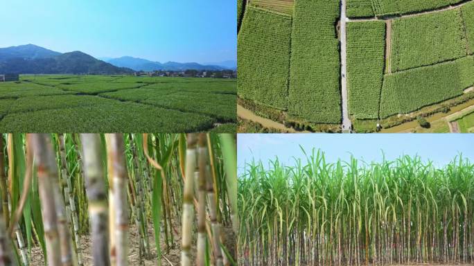 浙江瑞安陶山甘蔗种植基地