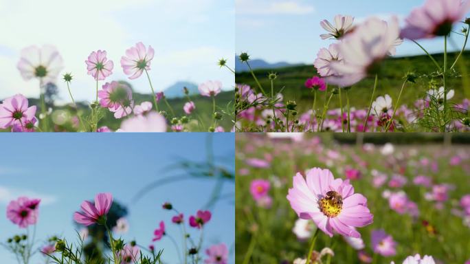 【实拍合集】春天野花 花海 多镜头