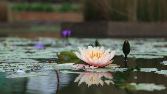 水中莲花和倒影