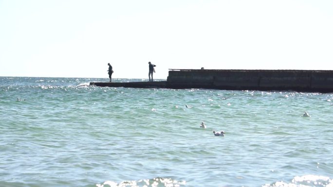 俄罗斯海鸥敖德萨黑海海边