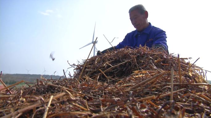 胶东农村民居修整海草房顶老草房