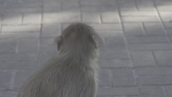 4K特写Slog2｜动物园猴子抓耳挠腮