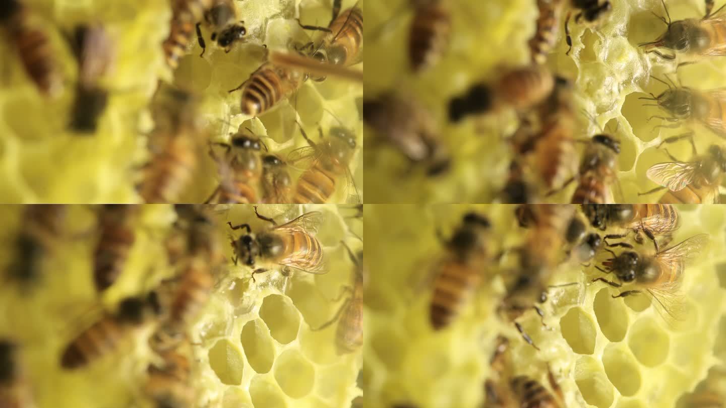 蜂窝采蜜天然蜂蜜