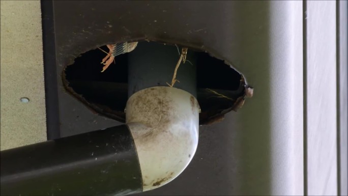 灰椋鸟在排水管里的鸟巢