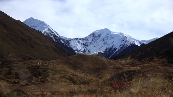 雪山 贡嘎雪山 冬天牧场 冬天的黄草