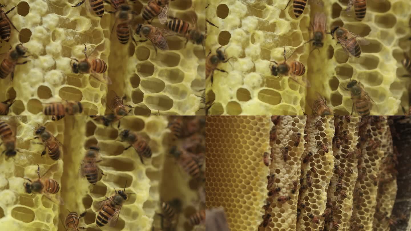 蜂窝采蜜天然蜂蜜