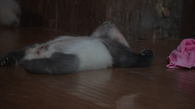 成都大熊猫基地刚出生的幼崽熊猫