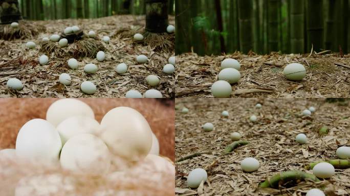 4k绿壳鸡蛋天然散养无公害鸡蛋