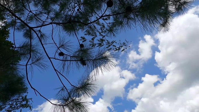 天空树白云空镜头