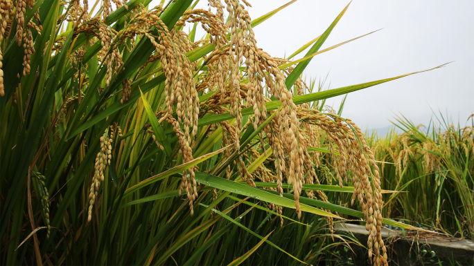 稻收季节(1)